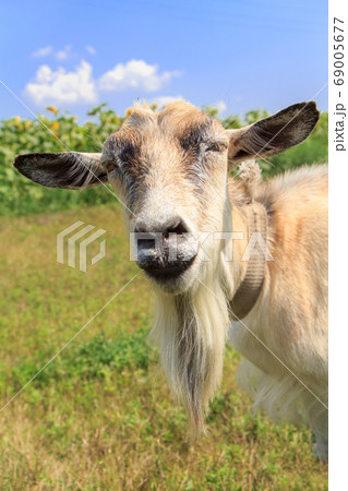 Portrait of goat grazing in the field on a summer 69005677