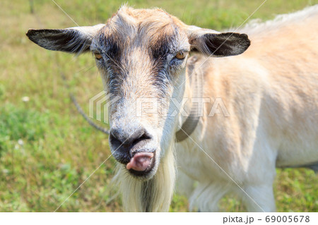 Goat showing tongue. Goat grazing in the field on Goat showing tongue. Goat grazing in the field on 69005678