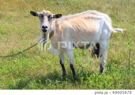 Goat grazing in the field on a summer day Goat grazing in the field on a summer day 69005679