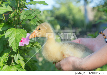 A young goose is carried on the arm and hibiscus. 69005757