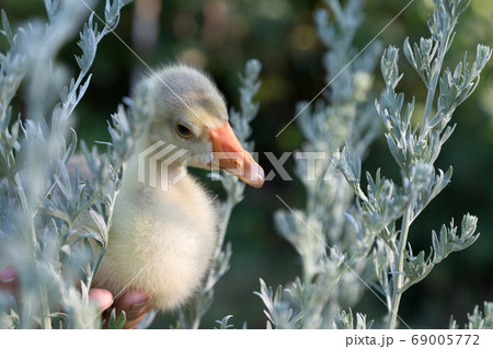 Young goose is walking between sagebrush. 69005772