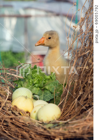 Young goose is walking in a backyard. Young goose is walking in a backyard. 69005792