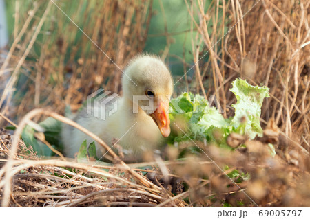 Young goose is walking in a backyard. Young goose is walking in a backyard. 69005797