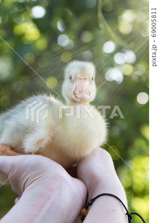 A young goose is carried on the arm. A young goose is carried on the arm. 69005811