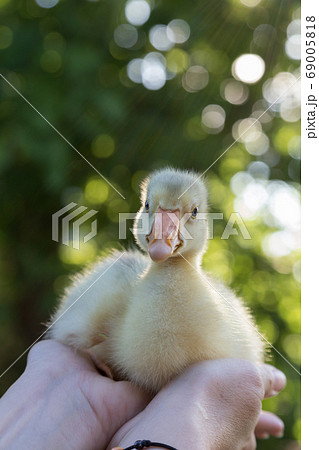 A young goose is carried on the arm. A young goose is carried on the arm. 69005818