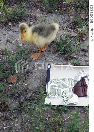 Young goose and a chocolate in a backyard. Young goose and a chocolate in a backyard. 69005832