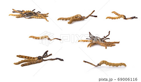 Ophiocordyceps sinensis (CHONG CAO, DONG CHONG XIA Ophiocordyceps sinensis (CHONG CAO, DONG CHONG XIA 69006116