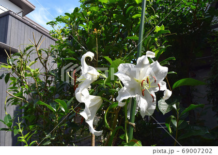 庭に咲いたカノコユリ 69007202