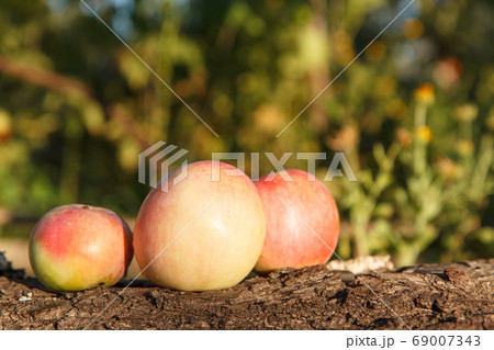 Ripe red apples lying on the trunk of a fallen Ripe red apples lying on the trunk of a fallen 69007343