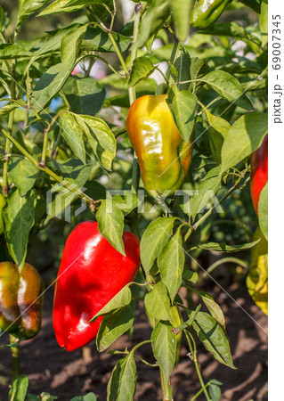 Ripe and unripe bell pepper growing on bush in the Ripe and unripe bell pepper growing on bush in the 69007345