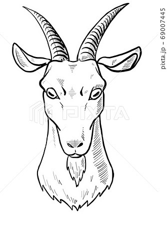 Goat Drawing Sketch  Drawing Skill