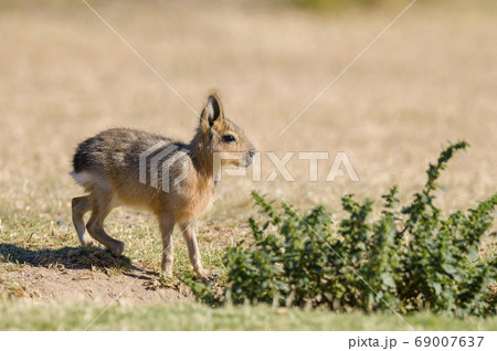 Patagonian cavy, Patagonia , Argentina Patagonian cavy, Patagonia , Argentina 69007637