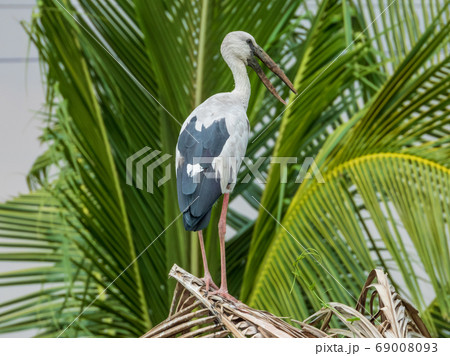 openbill bird stand on top of a coconut tree stump 69008093