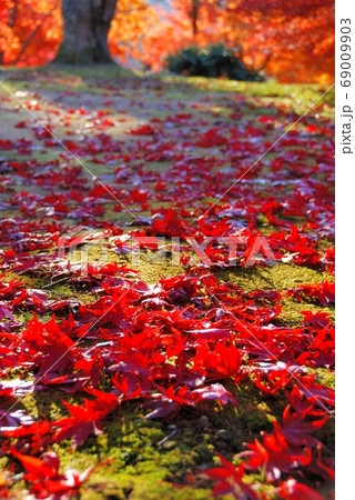 広島県三次市 尾関山公園の紅葉の写真素材