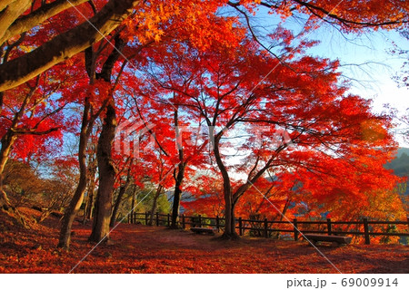 広島県三次市 尾関山公園の紅葉 広島県三次市 尾関山公園の紅葉 69009914