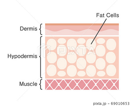 脂肪細胞 皮膚断面図イラスト 美容 ダイエット 英語 のイラスト素材