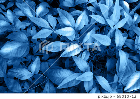 Perfect natural young foliage pattern background in trendy blue color. Color of the year 2020 concept. Top view. 69010712