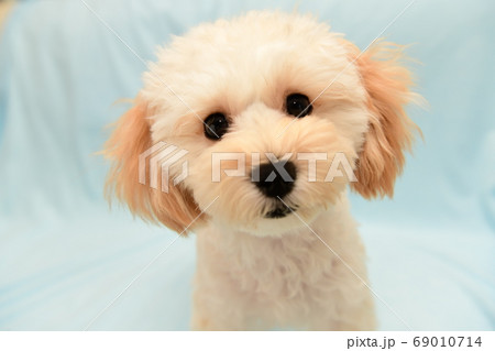 マルプー 69010714