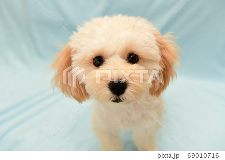 マルプー 69010716