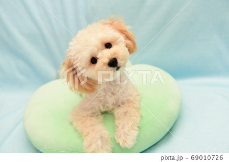 マルプー 69010726