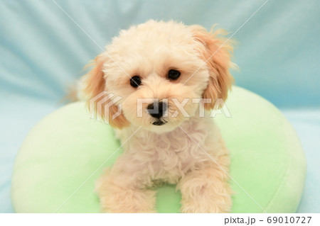 マルプー 69010727