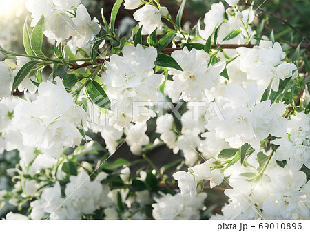 Beautiful jasmine blossom in evening sunset light of summer garden. Sun beams with bokeh through the bush. 69010896
