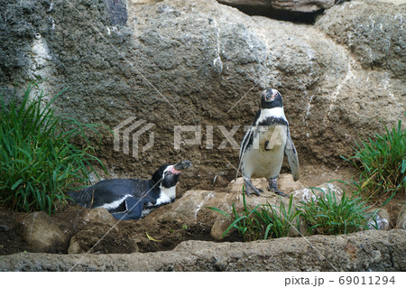 フンボルトペンギン フンボルトペンギン 69011294