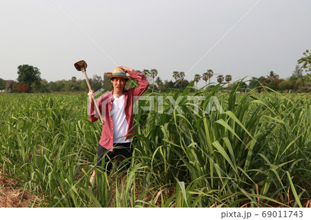 Man farmer with hoe in hand working in the sugarcane farm and wearing a straw hat Man farmer with hoe in hand working in the sugarcane farm and wearing a straw hat 69011743