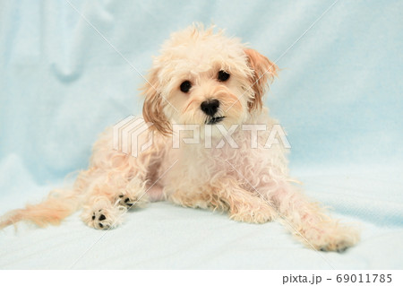 シャンプー後のマルプー 69011785