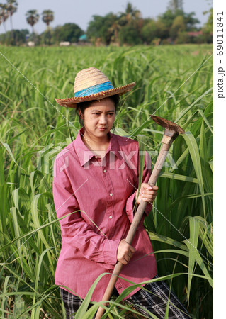 Woman farmer with hoe in hand working in the sugarcane farm and wearing a straw hat 69011841