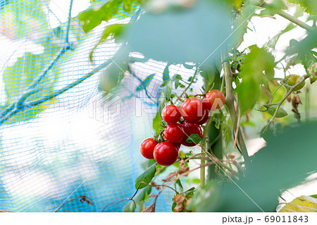 トマト狩り　トマト農家　プチトマト 69011843