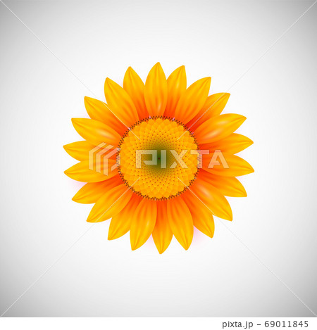 Isolated realistic sunflower plant Isolated realistic sunflower plant 69011845