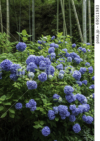 北鎌倉・明月院　境内のあじさいと竹林 69011983