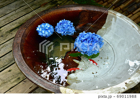 北鎌倉 明月院 花手水のあじさいの写真素材