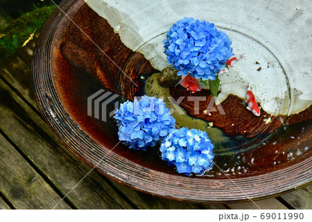 北鎌倉 明月院 花手水のあじさいの写真素材