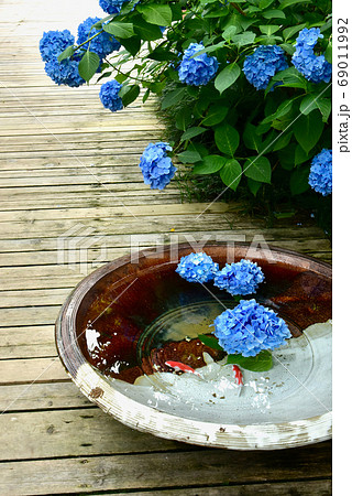 北鎌倉 明月院 花手水のあじさいの写真素材