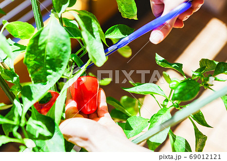 マンションのバルコニーの家庭菜園で赤ピーマン（パプリカ）を収穫する【夏のイメージ】 69012121