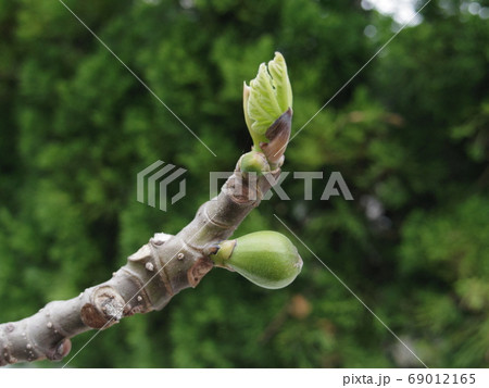 イチジク　新芽　ドーフィン 69012165