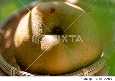 梨　幸水 69012204