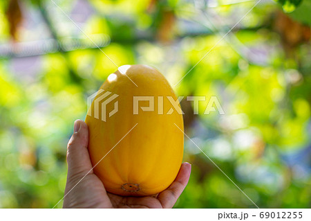 まくわうり　夏野菜 69012255