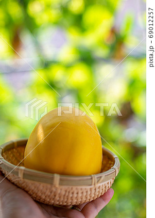 まくわうり　夏野菜 69012257