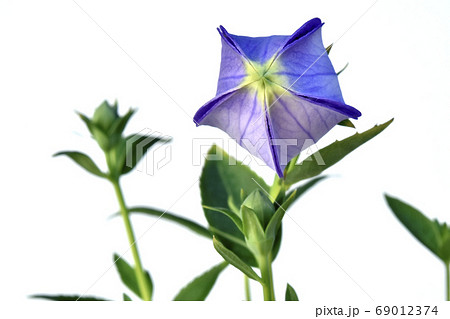 桔梗のツボミ (fix撮影) 桔梗のツボミ (fix撮影) 69012374