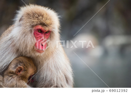Snow monkey mom and baby at Jigokudani Park Snow monkey mom and baby at Jigokudani Park 69012392