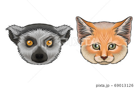 Furry African Animal Muzzle Isolated on White Background Vector Set 69013126