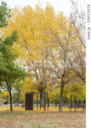 swings in a park with yellow fallen leaves of swings in a park with yellow fallen leaves of 69013428