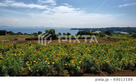 花畑と海、青空【三浦半島】 花畑と海、青空【三浦半島】 69013589