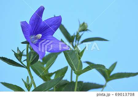 桔梗の花  秋の七草のひとつ (fix撮影) 桔梗の花  秋の七草のひとつ (fix撮影) 69013708