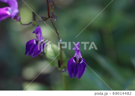 ブリランタイシア・ラミウムの花 69014482