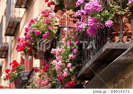 スペイン 古都トレドの民家に飾られた鮮やかなゼラニウムの花の写真素材