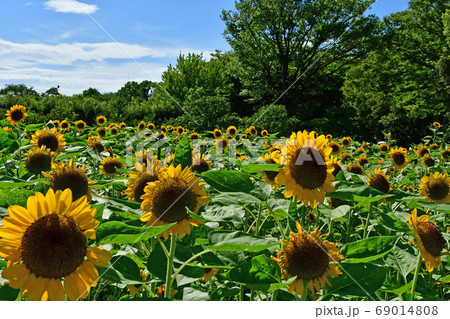 向日葵 69014808